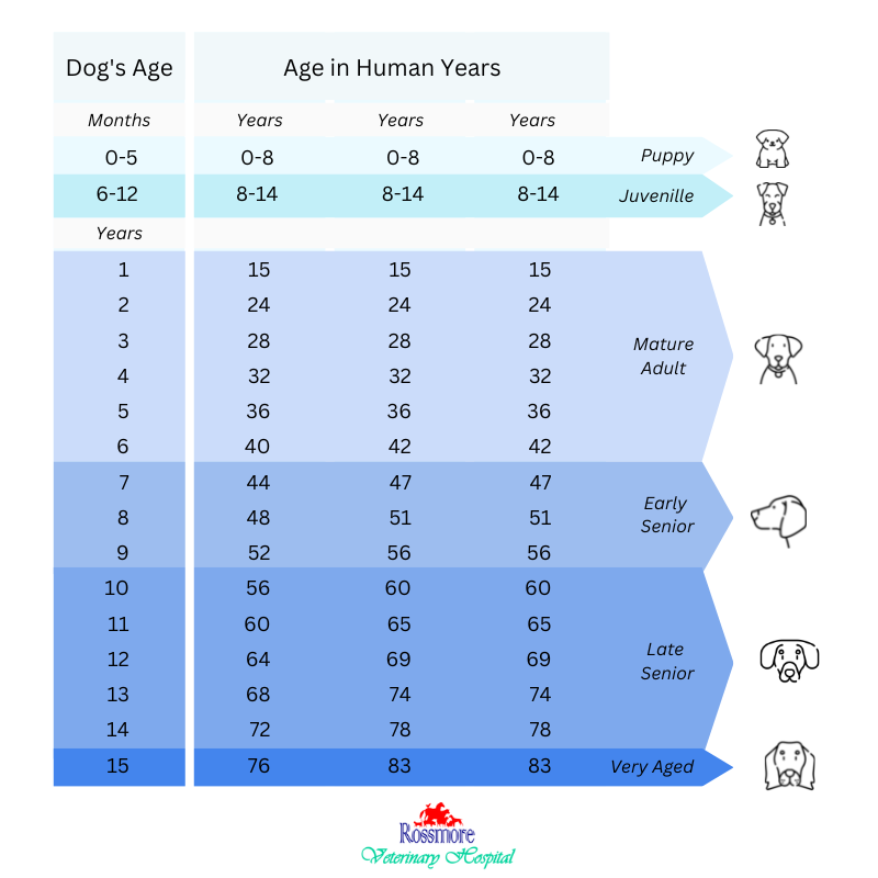 How To Best Care For Your Senior Dog Age Diet Health Tips