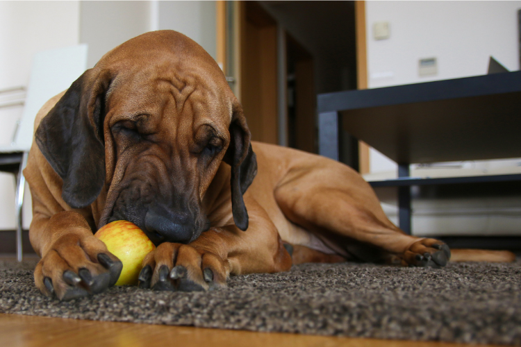 dog eating apple