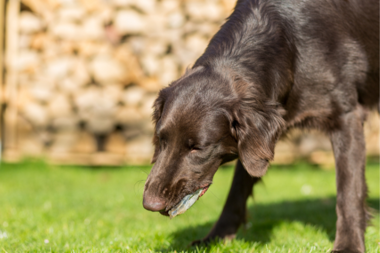 Dog eating fish