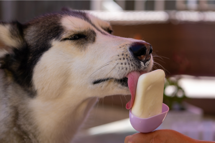 Dog eating frozen yogurt