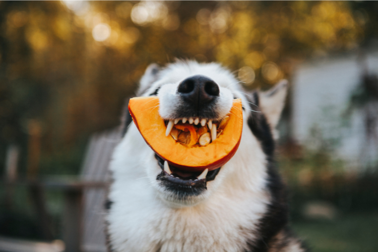 dog with pumpkin in its mouth