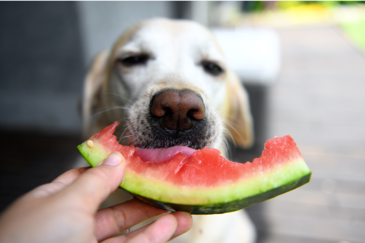 dog eating watermelon