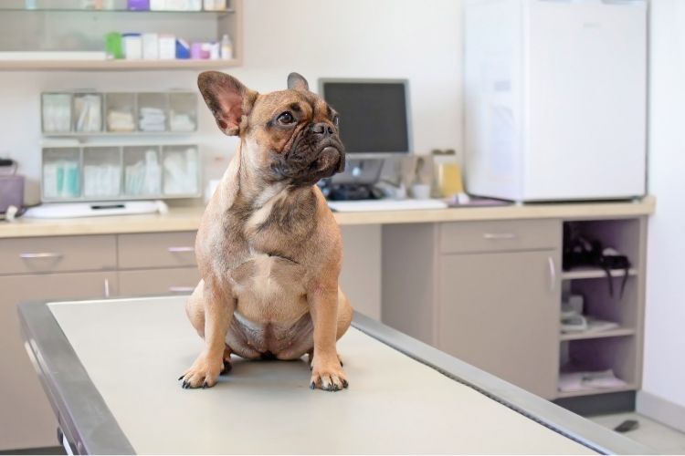 dog on vet examination table