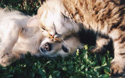 Signs of Hookworm in Cats & Dogs