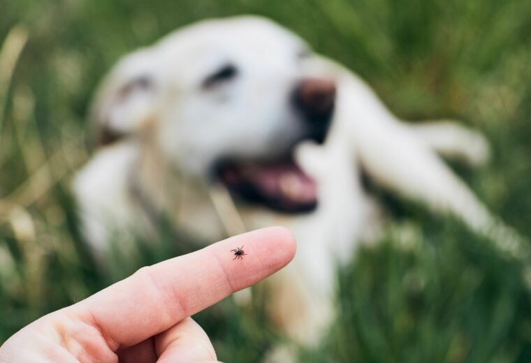 happy dog tick removal