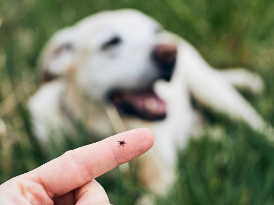 happy dog tick removal