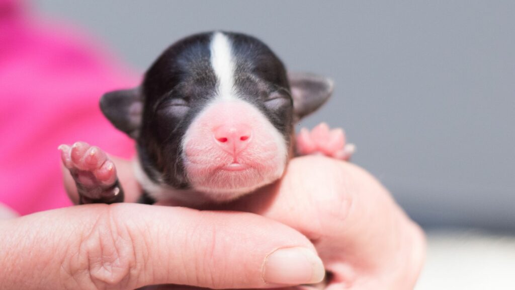 newborn puppy