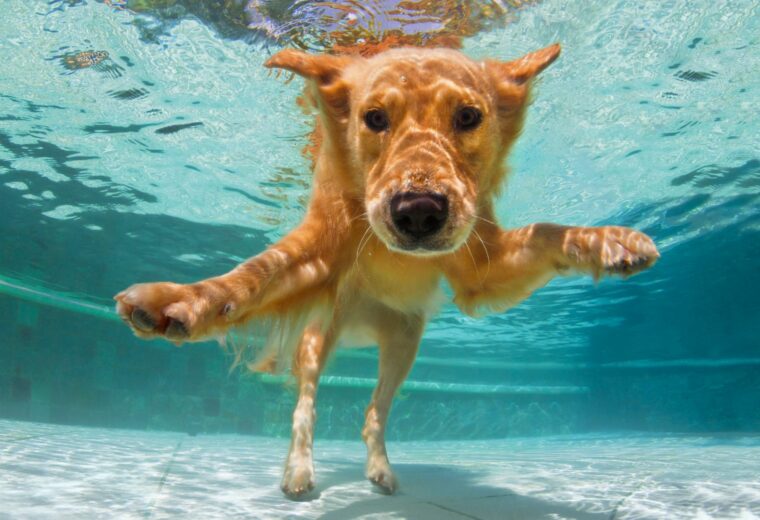 dog in pool therapy