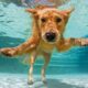 dog in pool therapy