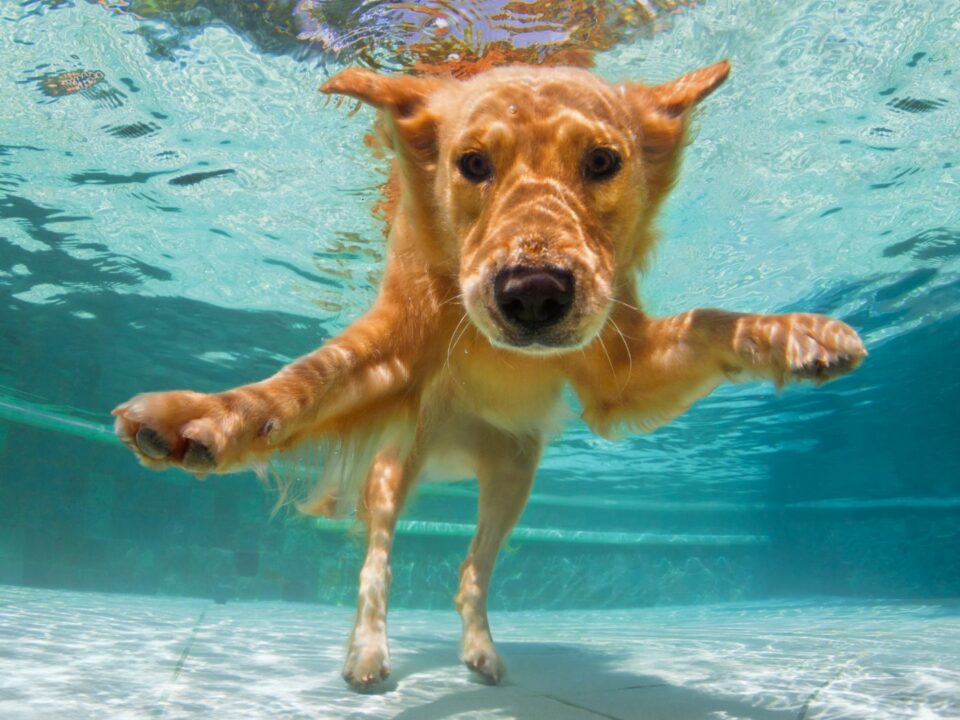 dog in pool therapy