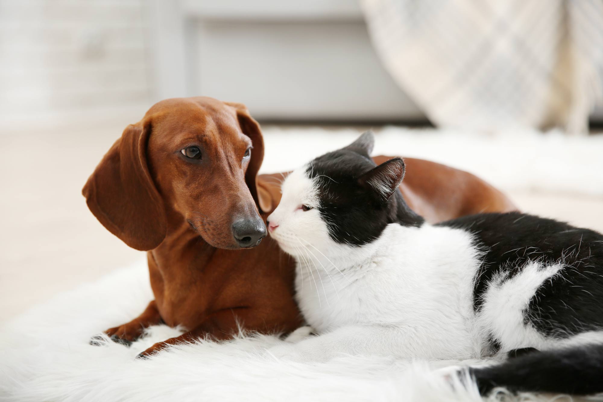 Animal Care Facility