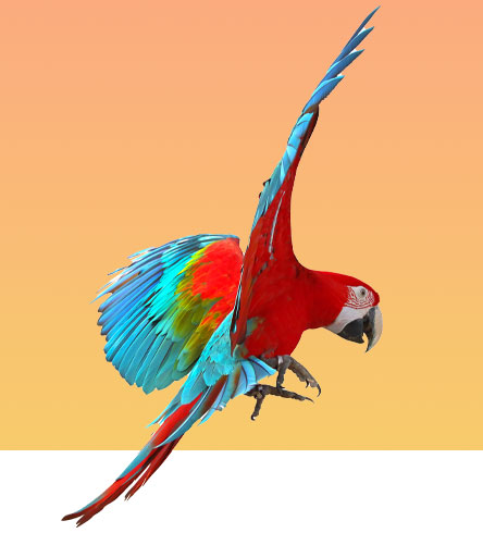 Bird Services