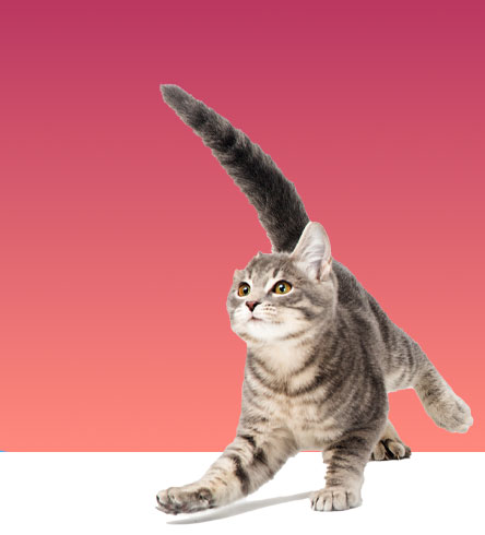Cat Services