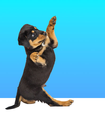 Dog Services