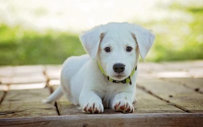 New Puppy Checklist: The Essentials For Pet Parents