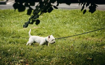 Your Comprehensive Guide to Treating Fleas