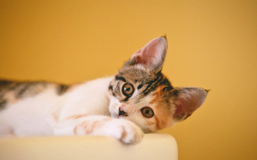 Help! How do I get rid of fleas on my cat? – Indoor & Outdoor Cats