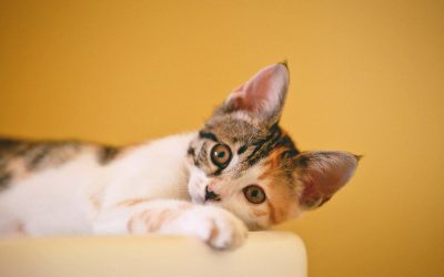 Help! How do I get rid of fleas on my cat? – Indoor & Outdoor Cats