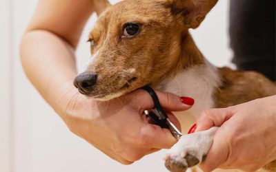 The Dos & Don’ts of Clipping Dog Nails