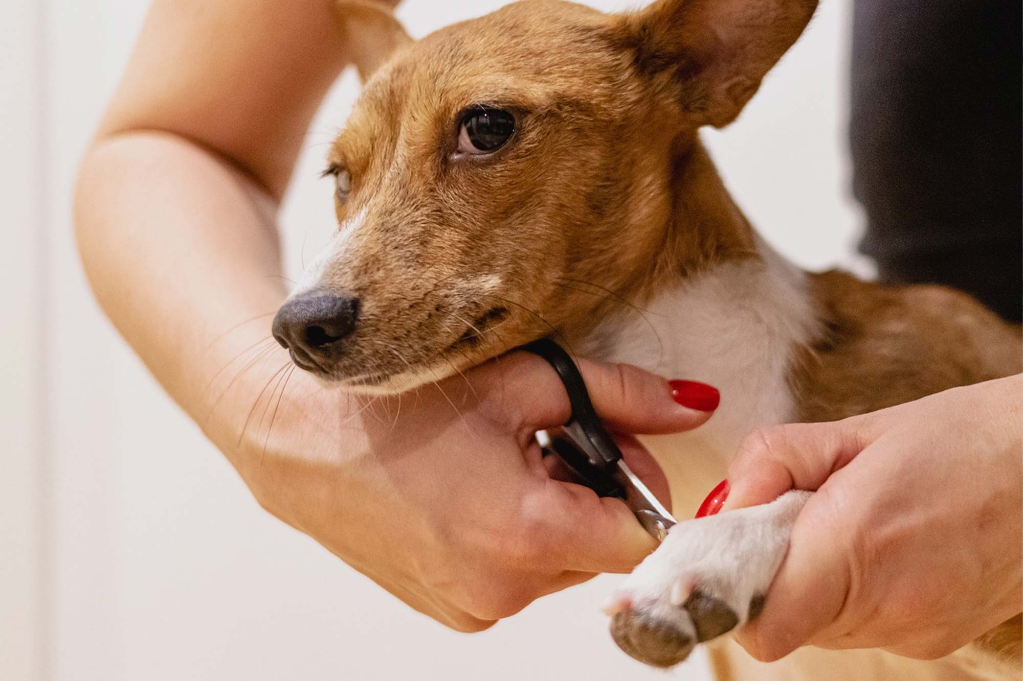 Dog Care