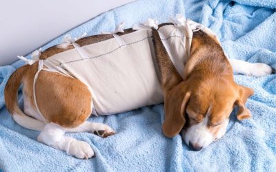Preparing for and Caring for Your Pet After Surgery