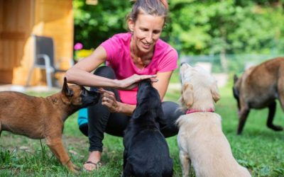 How Puppy Pre-School Can Help Your Dog Grow into a Well-Behaved and Happy Member of the Family