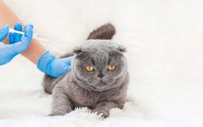 Elevating Your Pet’s Health and Happiness: A Guide to Preventative Care