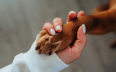 Your Trusted Pet Partner: Why Rossmore Vet Hospital Is the Go-To Choice for Local Pet Owners
