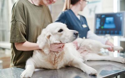 The Role of Technology in Ensuring High-Quality Veterinary Care