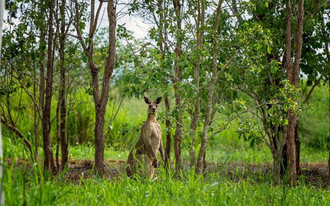 Fostering Wildlife and Local Ecosystem Awareness: Rossmore Vet Hospital’s Role in Community Conservation