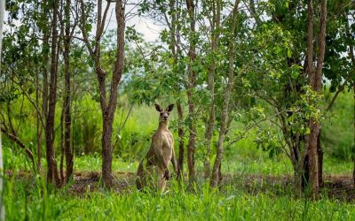 Fostering Wildlife and Local Ecosystem Awareness: Rossmore Vet Hospital’s Role in Community Conservation