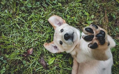 Protecting Your Pets During Natural Disasters