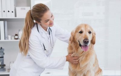 Why Regular Check-Ups For Your Furry Friends Are Important