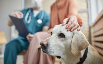 Our Top 5 Tips For A Great Vet Visit With Your Dog