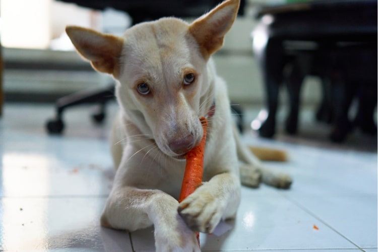 Dog Eating Carrot