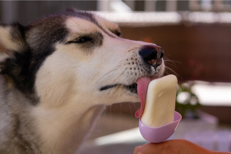 Dog Licking Icecream