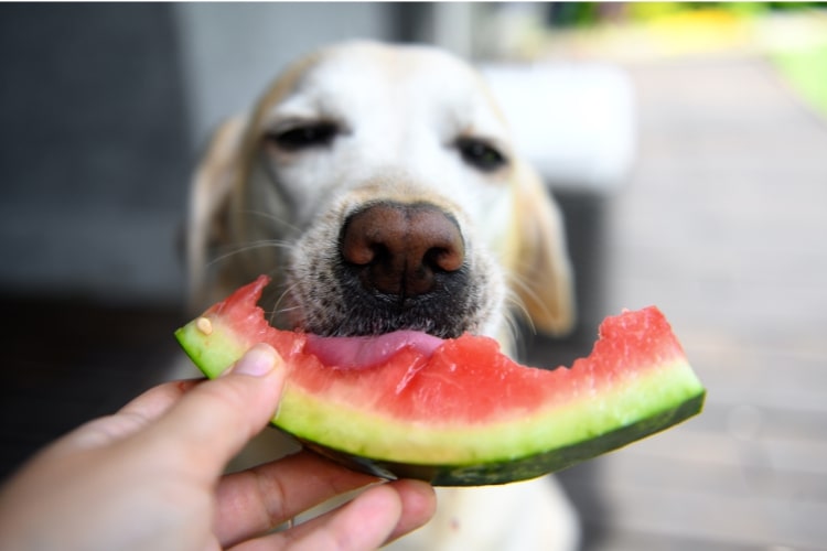 Dog Eating Watermelon