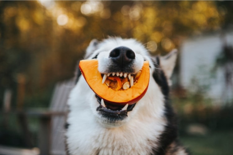 Dog Eating Pumpkin