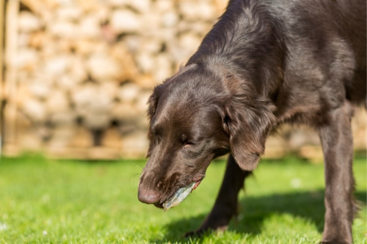 Dog Eating Fish