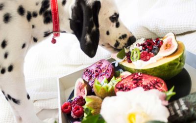 10 Surprising Foods Your Dog Can Safely Enjoy