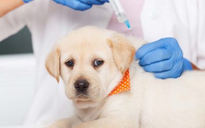 A Guide to Vaccinating Your New Puppy in Australia