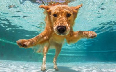 How Pool Therapy for Dogs Provides Pain Relief