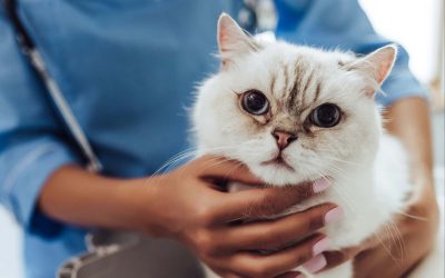Signs of Feline Immunodeficiency Virus