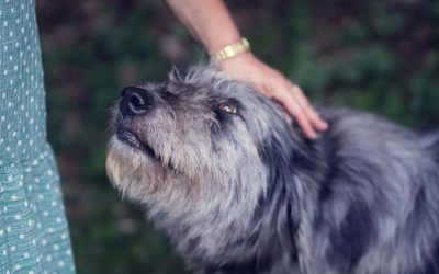 How to Best Care for Your Senior Dog – Age, Diet & Health Tips