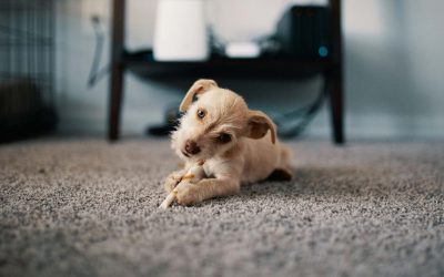 9 Signs your dog may have intestinal worms