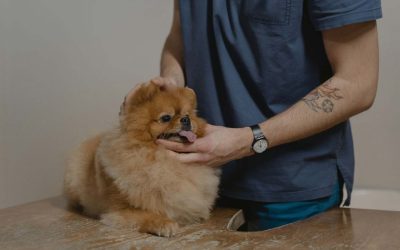 How to Get Rid of Worms in Dogs