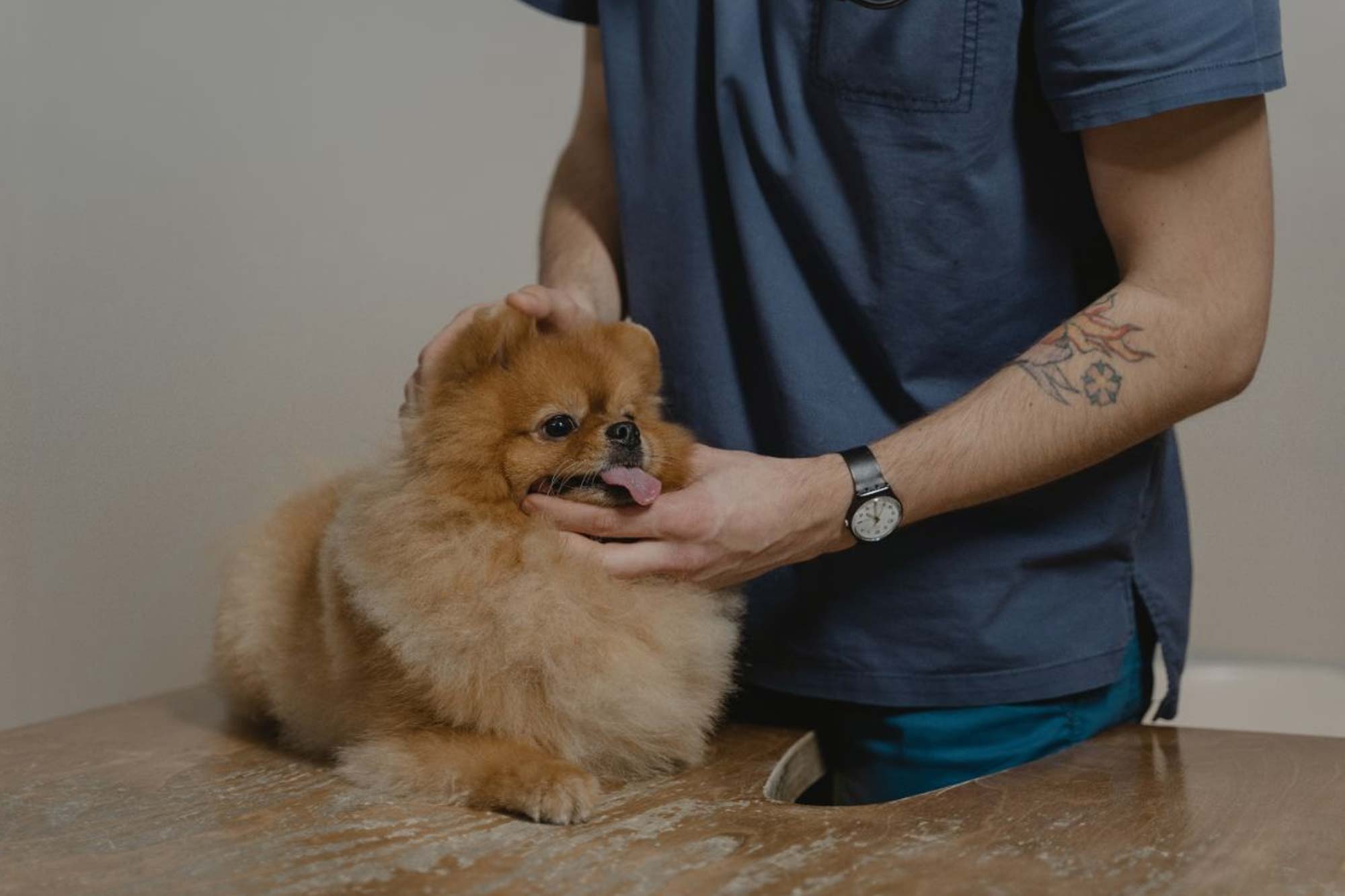 How to Get Rid of Parasites in a Dog: Effective & Safe Methods