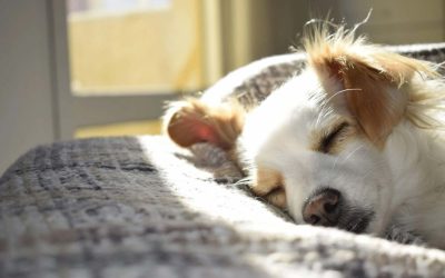 Everything you need to know about your dog and fleas