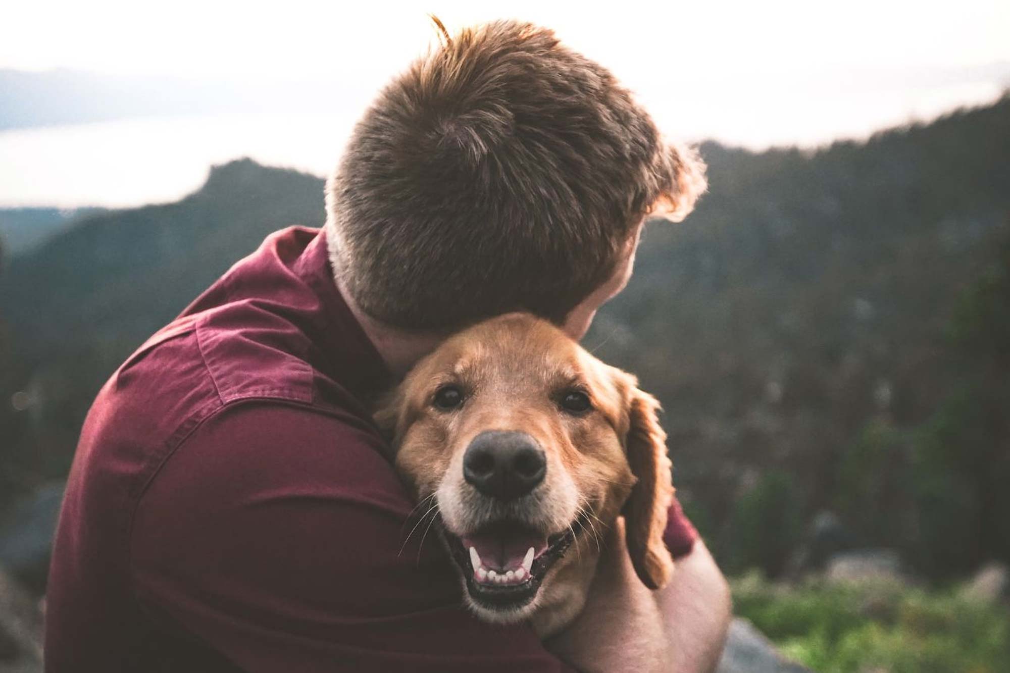 Dog Care