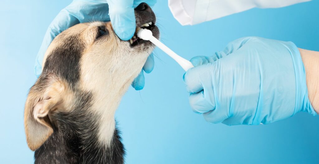 brushing dog teeth